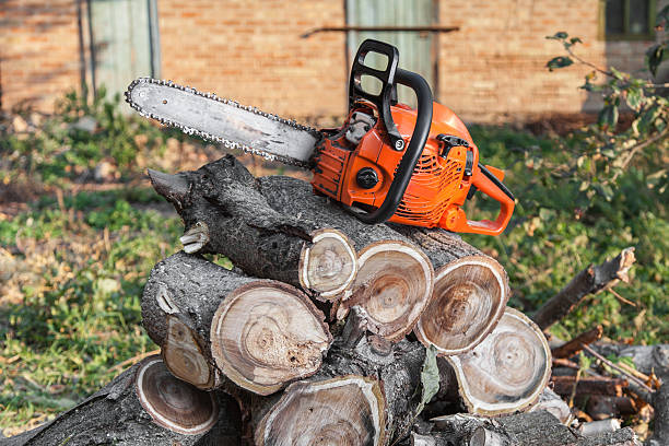 Tree Branch Trimming